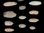Lot: Fossil Seed Cones (Or Aggregate Fruits) - Pieces #148847-2